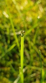 Close-up of wet plant on land