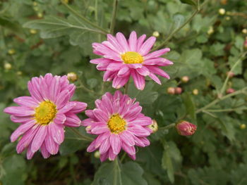 Close-up of pink flowers blooming outdoors