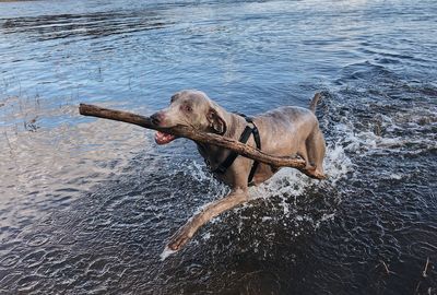 Dog carrying stick in mouth at lake