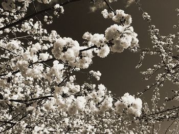 White flowers blooming on tree