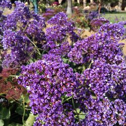 Close-up of purple flowers