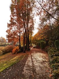 Road amidst trees in park during autumn