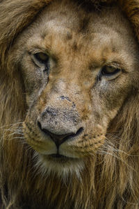 Close-up portrait of a cat