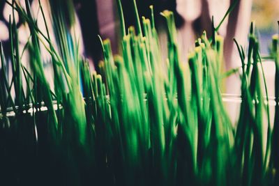 Close-up of bamboo plants