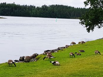 Flock of sheep grazing in a field