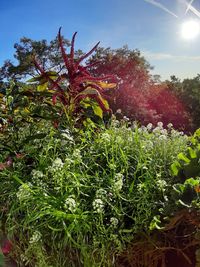 Close-up of flowering plants against sky