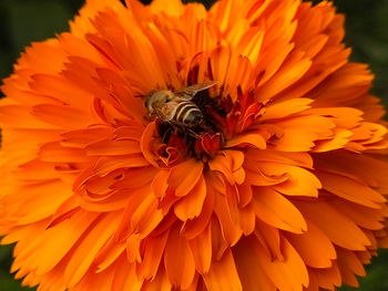 Close-up of insect on orange flower