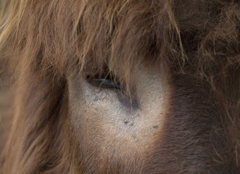 Close-up of a horse