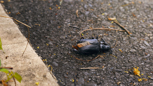 High angle view of insect on road