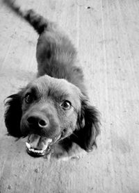 Close-up portrait of dog