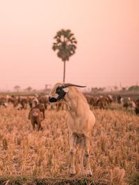 Sheep standing on field against clear sky during sunset