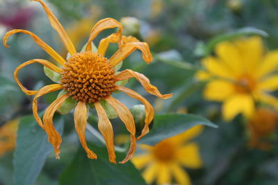 Close-up of flowers