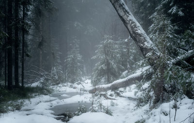 Snow covered land and trees in forest