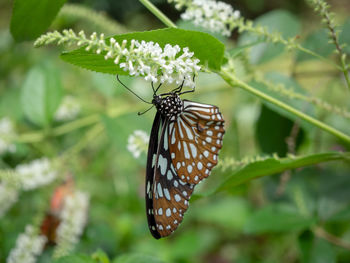 Close-up of butterfly pollinating flower