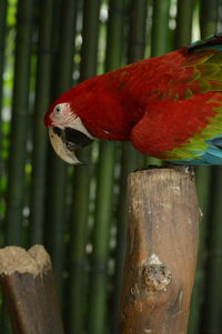 Close-up of parrot perching on wooden post