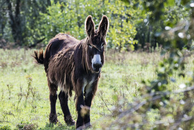 Close-up of a horse in a field