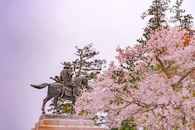 Low angle view of cherry blossoms against sky