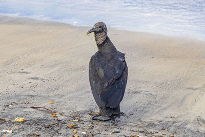 Close-up of bird perching on sand