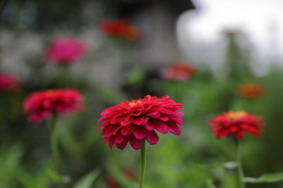 Close-up of red flowering plants
