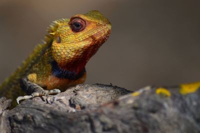 Close-up of lizard on rock