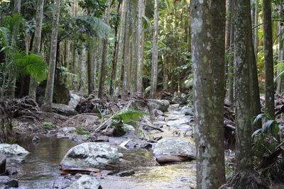 Trees and rocks in forest