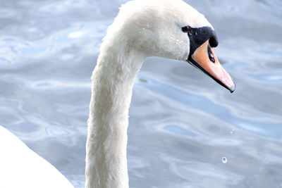 Close-up of swan swimming in lake