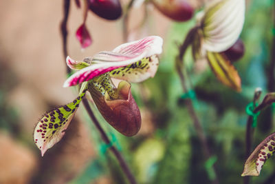 Close-up of pink flowering plant