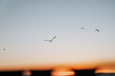 Birds flying in sunset