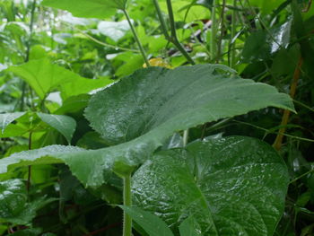 Close-up of wet plant leaves