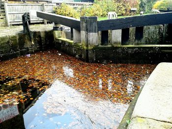 Fallen leaves in water