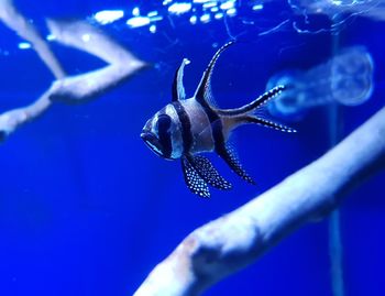 Black striped fish on blue background 