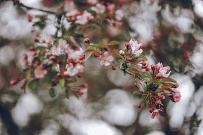 Close-up of cherry blossom on tree