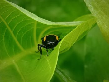 Close-up of insect on leaf