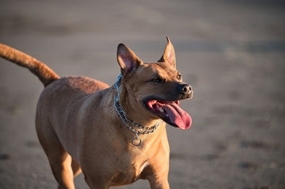 Dog looking away