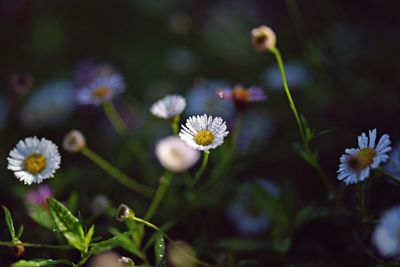 Close-up of white daisy flowers