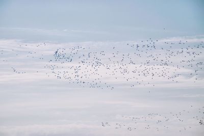 Flock of birds flying in sky