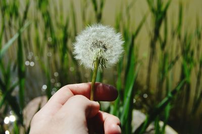 Close-up of hand holding dandelion