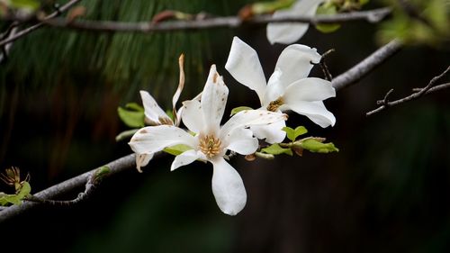 Close-up of white flowering plant