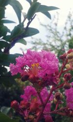 Close-up of pink flowering plant