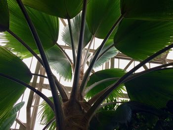 Low angle view of palm tree leaves