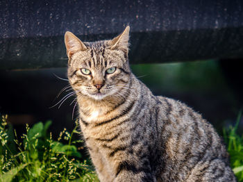 Close-up portrait of tabby cat