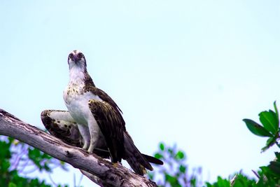 Low angle view of birds perching on branch against clear sky