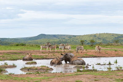 A herd of rhinos and zebras