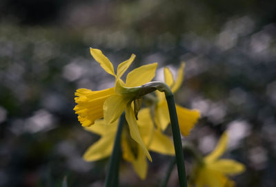 Close-up of yellow flower