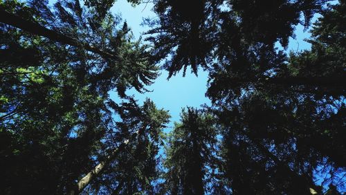 Low angle view of trees against sky