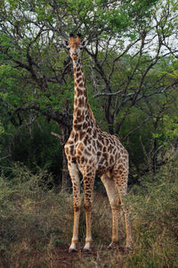 Portrait of giraffe