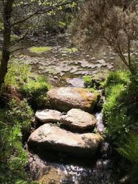 Shadow of tree on rock in forest