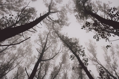 Low angle view of trees against sky