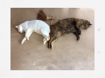 High angle view of cat lying on floor