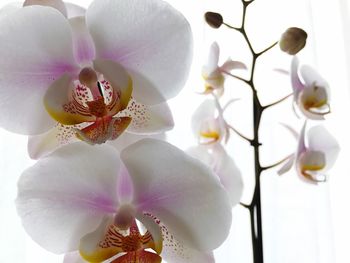 Close-up of white orchids blooming outdoors